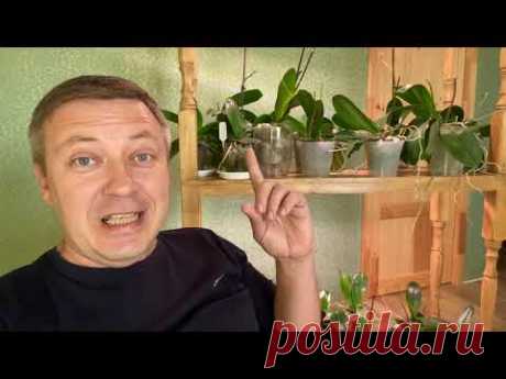 орхидеи корни ЛУЧШЕ РАСТУТ в каких грунтах? Пересадка орхидеи в НЕорганику ГОД СПУСТЯ