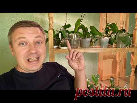орхидеи корни ЛУЧШЕ РАСТУТ в каких грунтах? Пересадка орхидеи в НЕорганику ГОД СПУСТЯ