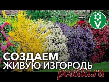 САМЫЕ НЕПРИХОТЛИВЫЕ КУСТАРНИКИ ДЛЯ ЖИВЫХ ИЗГОРОДЕЙ, а также важные нюансы создания живых изгородей