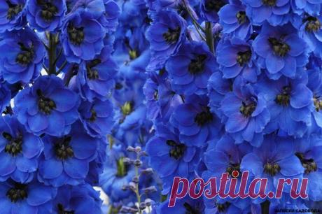 Секрет успешного выращивания Дельфиниума из семян. | Записки садовода | Яндекс Дзен