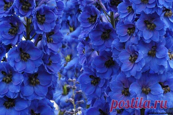 Секрет успешного выращивания Дельфиниума из семян. | Записки садовода | Яндекс Дзен