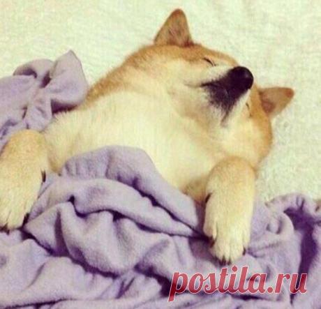 «Это я»: паблик, в котором люди нашли своё тотемное животное и это очень смешно Животные в своём очаровании и непосредственности уступают место лишь маленьким детям, но между тем порой ведут себя так же, как это делаем мы - взрослые люди. Они строят недовольные гримасы, свидетель...