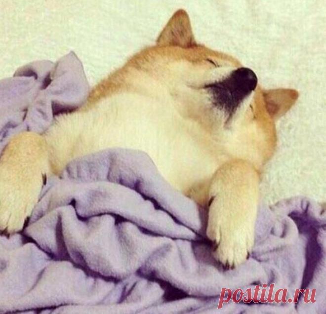 «Это я»: паблик, в котором люди нашли своё тотемное животное и это очень смешно Животные в своём очаровании и непосредственности уступают место лишь маленьким детям, но между тем порой ведут себя так же, как это делаем мы - взрослые люди. Они строят недовольные гримасы, свидетель...