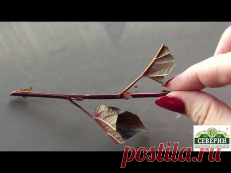 Зеленое черенкование на примере пузыреплодника!