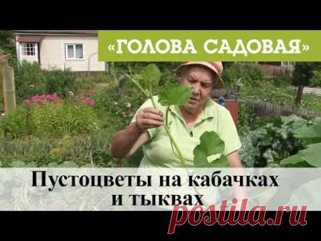 Голова садовая - Пустоцветы на кабачках и тыквах