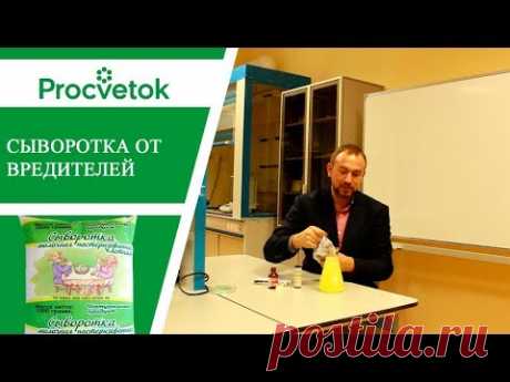 Тля и трипсы, мучнистая роса. Дешевый и эффективный способ борьбы.
