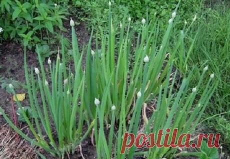 Соседка научила, теперь и я при помощи обычных спичек избавляюсь от стрелок на луке и повышаю его урожайность | Отчаянная Домохозяйка | Яндекс Дзен