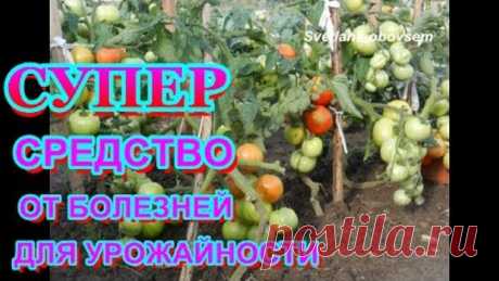 БОРНАЯ КИСЛОТА + НАШАТЫРНЫЙ СПИРТ+ ЙОД+МАРГАНЦОВКА =СУПЕР ПОДКОРМКА ДЛЯ УРОЖАЙНОСТИ ОТ БОЛЕЗНИ
