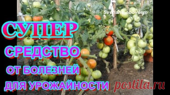 БОРНАЯ КИСЛОТА + НАШАТЫРНЫЙ СПИРТ+ ЙОД+МАРГАНЦОВКА =СУПЕР ПОДКОРМКА ДЛЯ УРОЖАЙНОСТИ ОТ БОЛЕЗНИ