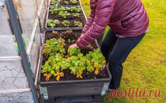 Как правильно подготовить ягодник к зиме? Важные советы — Ботаничка