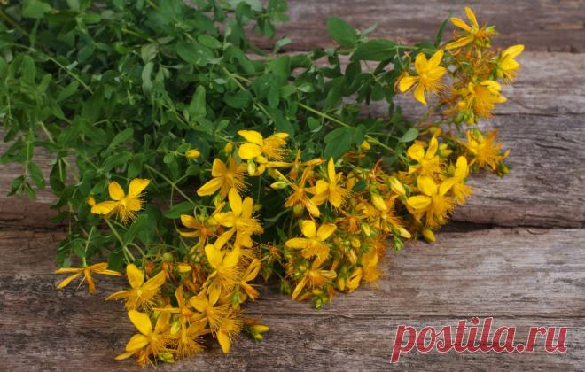 Выращивание зверобоя из семян на дачном участке, способы, уход, полив, особенности растения зверобой, выбор места для посадки. Фото и видео.