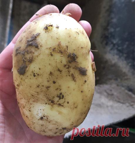 Сорт картофеля Уладар: фото, отзывы, описание, характеристики.