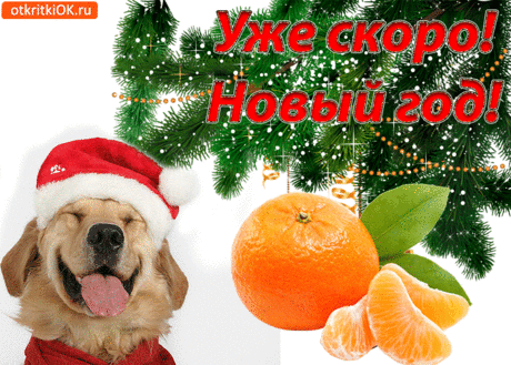 Уже скоро! Новый год! — Полезные советы