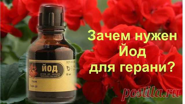 Йод для герани! Всего одна капля йода, и вы не узнаете свою герань!  

Вырастить герань можно и из семян, но я предпочитаю черенкование, которое проводится с середины февраля до начала марта. 
В это время уже требуется производить обрезку герани. 
Ведь герань светолюбива, а зимой света мало, и растение вытягивается, становится не очень красивым. 
У герани нужно обрезать оголенные побеги на ту высоту, которая Вам нужна (но не совсем на пень, конечно), от них новые веточки п...