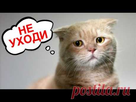 НЕ ИГНОРИРУЙТЕ! 10 признаков, что КОШКЕ ПЛОХО БЕЗ ВАШЕГО ВНИМАНИЯ