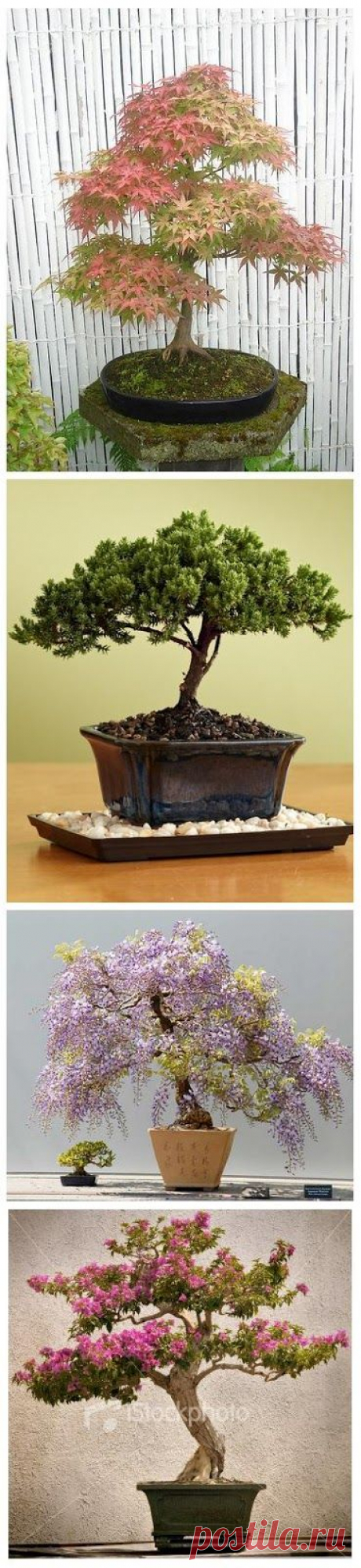 Bonsai Trees  |   Pinterest • Всемирный каталог идей