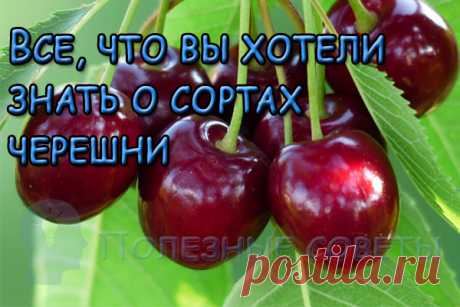 Все, что вы хотели знать о сортах черешни