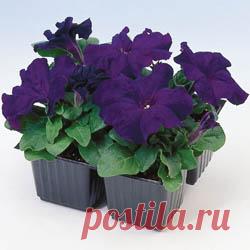 Петуния 