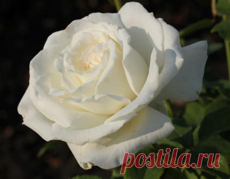 Чайно-гибридная роза Анастасия, описание, условия агротехники | О розе Когда Афродита, богиня любви, появилась из морской пены, в ее руке была белоснежная роза. Со времен Древней Греции цветок олицетворял собой чистоту и совершенство. Являясь поистине идеальным в своих очертаниях и чистейшем белом цвете, Anastasija является символом невинности и беззащитности.