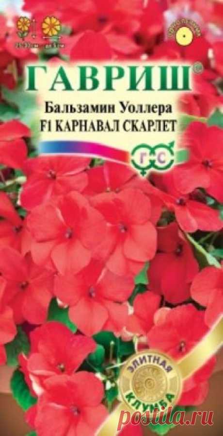 Семена. Бальзамин Уоллера "Карнавал Скарлет F1" (5 штук) Всхожесть: 100%.
Компактный куст высотой 25-30 см, диаметром 25-30 см. Цветки красные, диаметром 5 см. Хорошо растет в полутени. Обильно цветет. Влаголюбив, но не переносит переувлажнения. Для клумб, кашпо и цветников. Можно выращивать как комнатное растение.