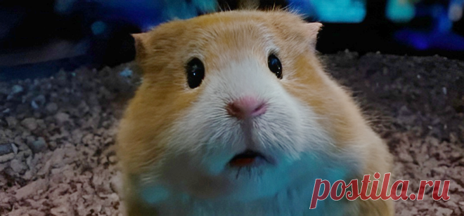 Криптоброкер спас хомяка, который позже помог ему заработать на бирже (рассказ) | Тайган | Дзен