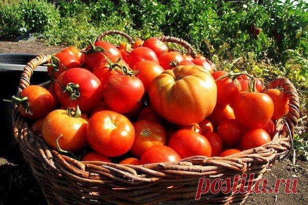 Лучшее аптечное средство от фитофтороза | садоёж | Яндекс Дзен