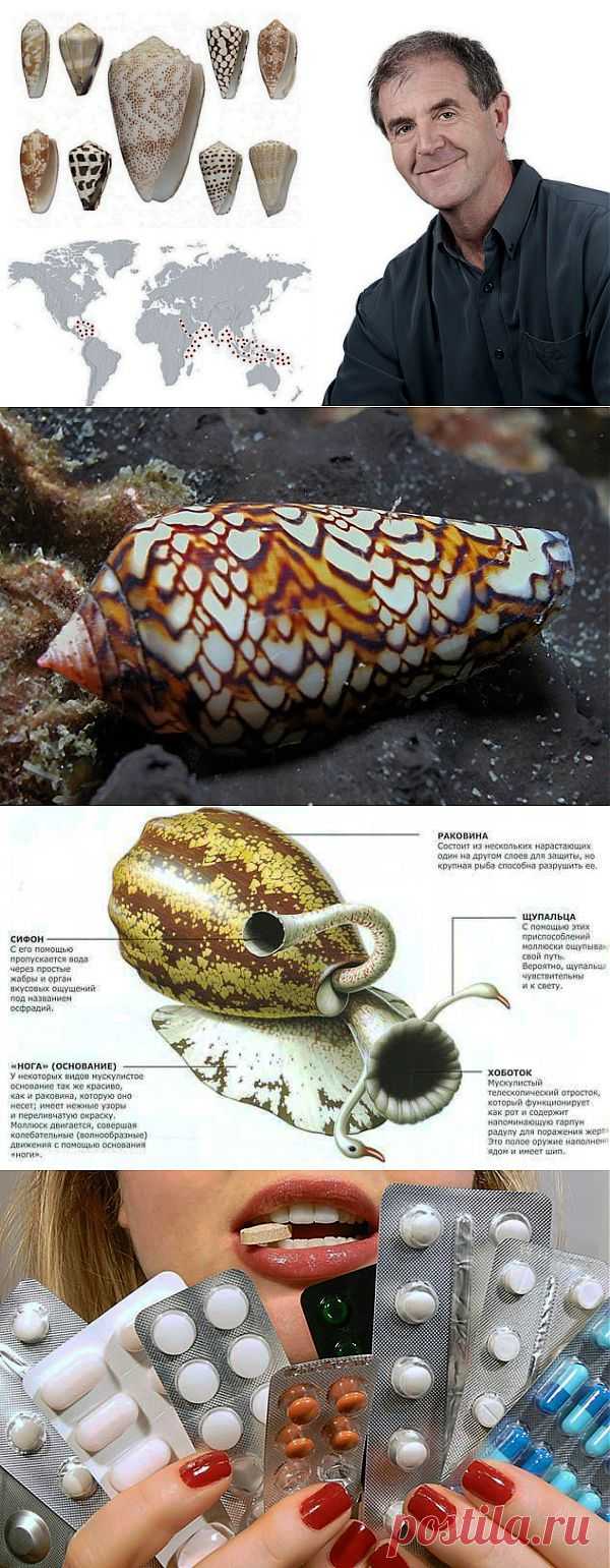 Сверхмощное обезболивающее из яда хищных моллюсков