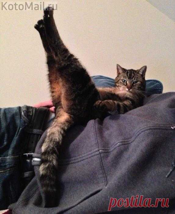 Фитнес - кот