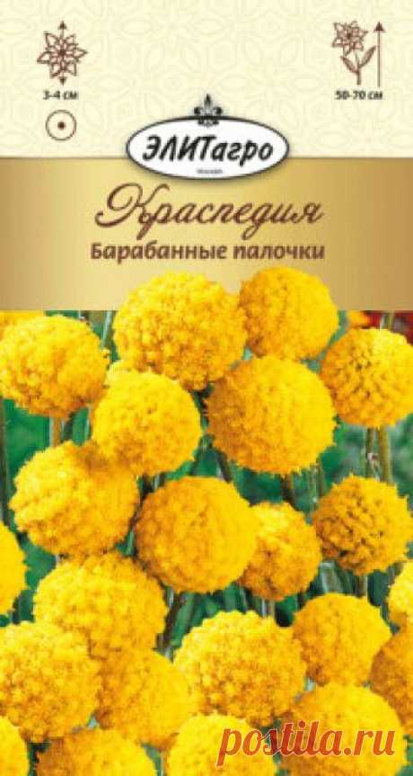 Семена. Краспедия "Барабанные палочки" (вес: 0,01 г) Всхожесть: 93%.
Травянистое однолетнее растение. Высотой 50-70 см, с прямыми безлистными стеблями, выходящими из розетки красивых серебристо-серых листьев. Оригинальные шаровидные соцветия диаметром-3-4 см, по форме похожи на шарики для пинг-понга, ярко-желтого цвета. При засыхании...