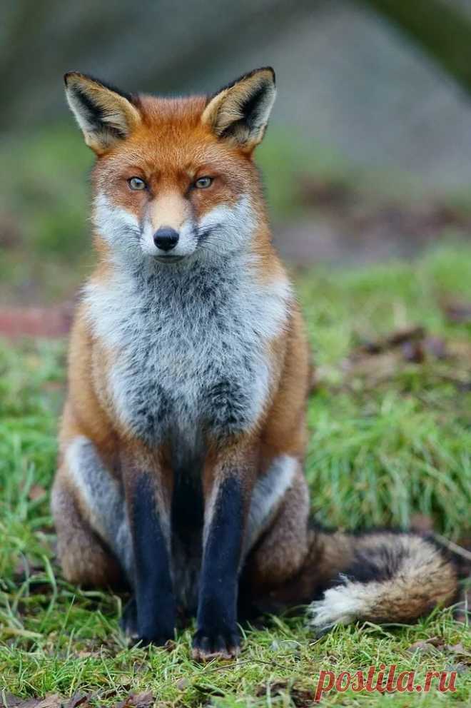 Robin Hood (NatureRules1 Version) The Parody Wiki Fandom в Яндекс.Коллекциях