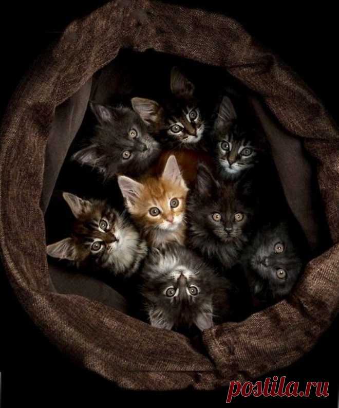 Which One Do You Want? - 6th March 2015