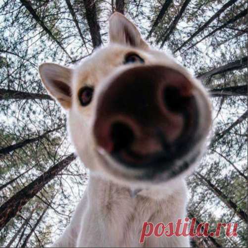Я тoт чeлoвeк, кoтopый гoвopит пpивeт coбaчкам.