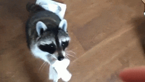 17 смешных енотов, которые просто пытались помочь людям / Питомцы