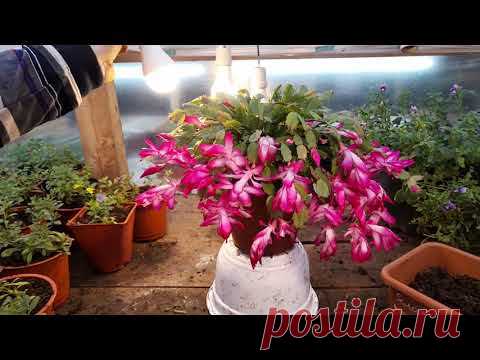Как заставить цвести ДЕКАБРИСТ ДОЛЬШЕ и эффективнее.