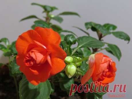 🧡 Оранжевое небо, оранжевое море, Оранжевая зелень, оранжевый верблюд. Оранжевые мамы оранжевым ребятам Оранжевые песни оранжево поют. 🧡 Аркадий Арканов ✍🏻