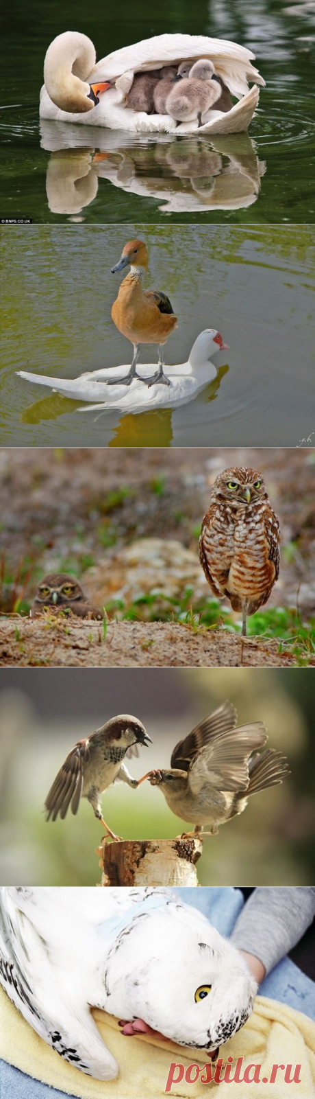 40 удивительных фотографий птиц