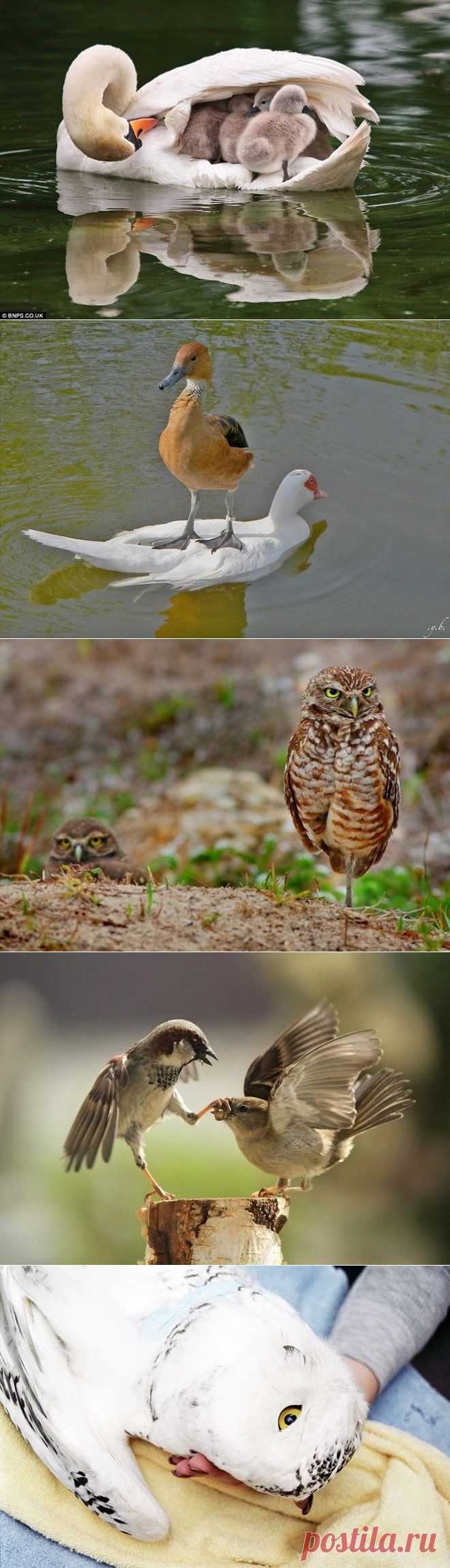 40 удивительных фотографий птиц