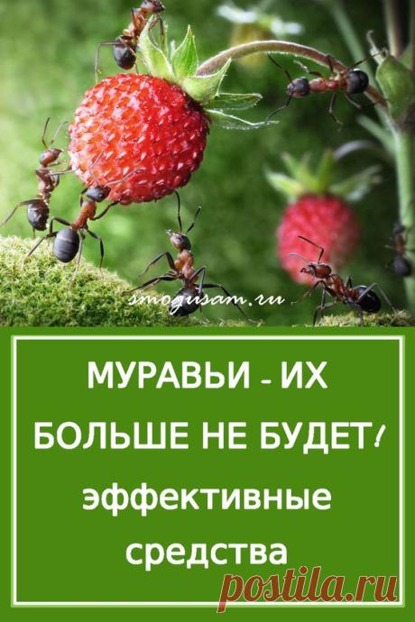 Как избавиться от муравьев и тли в огороде и саду: проверенные способы