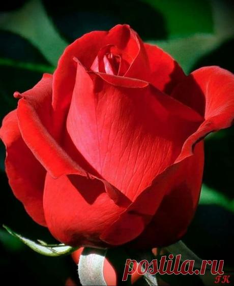 (2) Pinterest