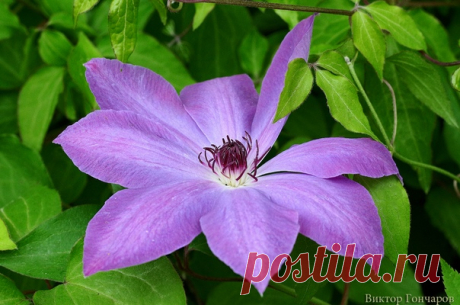 Для Вас! 💜 💚 фото 📷 #Виктор_Гончаров