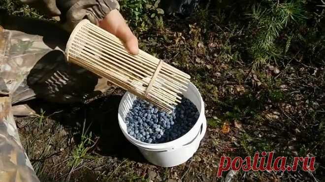 Стакан-комбайн для сбора ягод своими руками