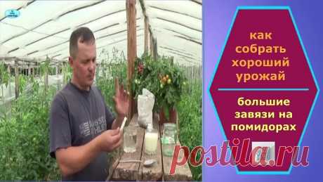КАК повысить урожай. Хороший способ повышения завязи на помидорах.