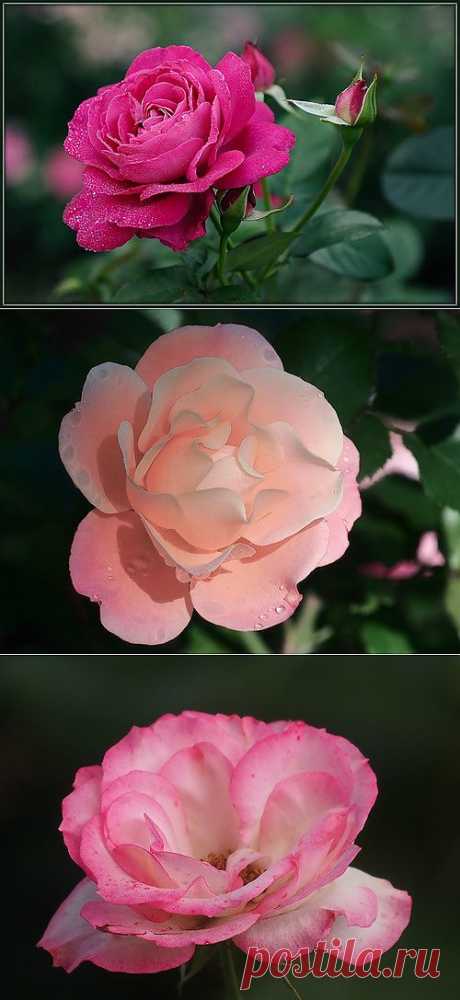 РОЗЫ МИРА — я.ру