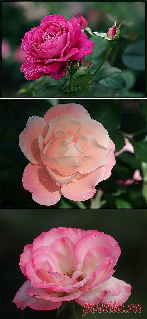 РОЗЫ МИРА — я.ру