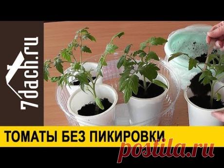 🍅 Как вырастить рассаду томатов без пикировки - 7 дач - YouTube