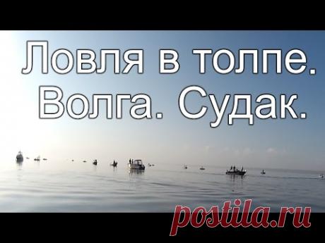 Ловля судака на Волге. Рыбалка в толпе.