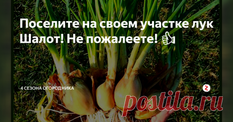 Поселите на своем участке лук Шалот! Не пожалеете! 👍 Издревле на Руси возделывался лук шалот. Назывался он – сорокозубка. Староверам, употребляющих шалот, не были страшны ни морозы, ни цинга, ни другие болезни. Благодаря нашим предкам, данный сорт выжил и прекрасно произрастает и в наши дни.
Выращивать этот полезный и вкусный овощ, очень просто и под силу даже неопытному огороднику, достаточно, лишь придерживаться совсем не сложных приемов и техноло