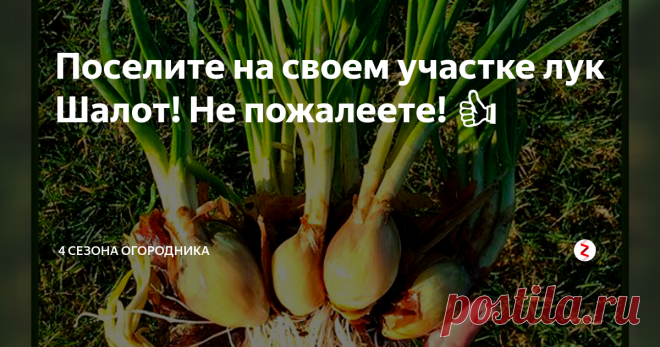 Поселите на своем участке лук Шалот! Не пожалеете! 👍 Издревле на Руси возделывался лук шалот. Назывался он – сорокозубка. Староверам, употребляющих шалот, не были страшны ни морозы, ни цинга, ни другие болезни. Благодаря нашим предкам, данный сорт выжил и прекрасно произрастает и в наши дни.
Выращивать этот полезный и вкусный овощ, очень просто и под силу даже неопытному огороднику, достаточно, лишь придерживаться совсем не сложных приемов и техноло