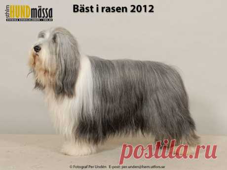BEARDED COLLIE Domare: LEWIS JANET, STORBRITANNIEN  DK UCH FI UCH NO UCH NORD V-10 SE UCH GOONIE'S HIGHLANDER LAD Ägare: VIGREN MONA, GRUMS Uppfödare: JANSSON GUN, JANSSON MIA, SKOGHALL