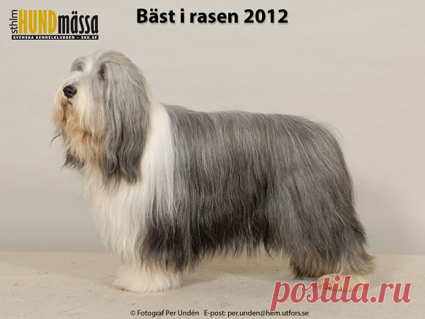 BEARDED COLLIE Domare: LEWIS JANET, STORBRITANNIEN  DK UCH FI UCH NO UCH NORD V-10 SE UCH GOONIE'S HIGHLANDER LAD Ägare: VIGREN MONA, GRUMS Uppfödare: JANSSON GUN, JANSSON MIA, SKOGHALL